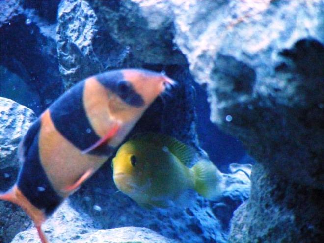 freshwater fish - botia macracantha - clown loach stocking in 55 gallons tank - Clownie the 2nd and Baby Yellow