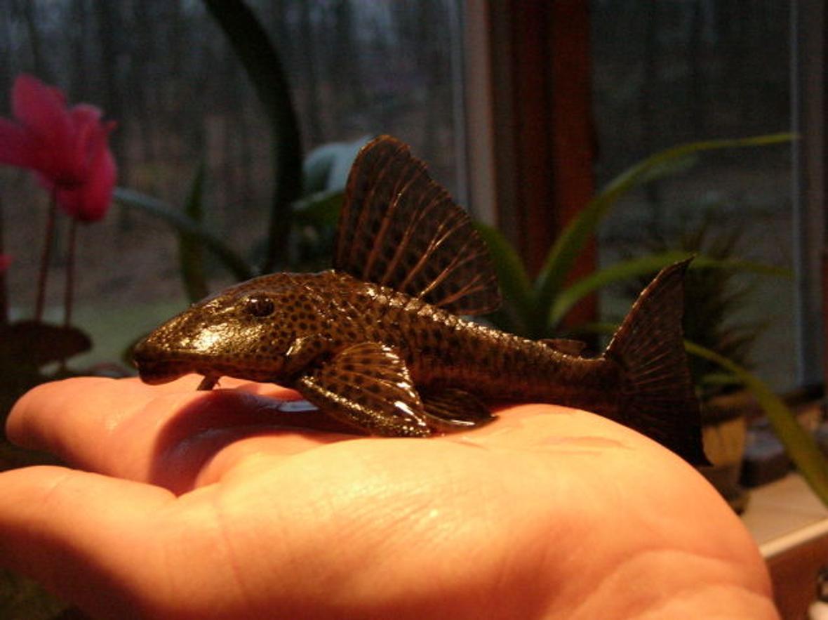 freshwater fish - glyptoperichthys gibbiceps - sailfin pleco (l-83) stocking in 125 gallons tank - My pleco