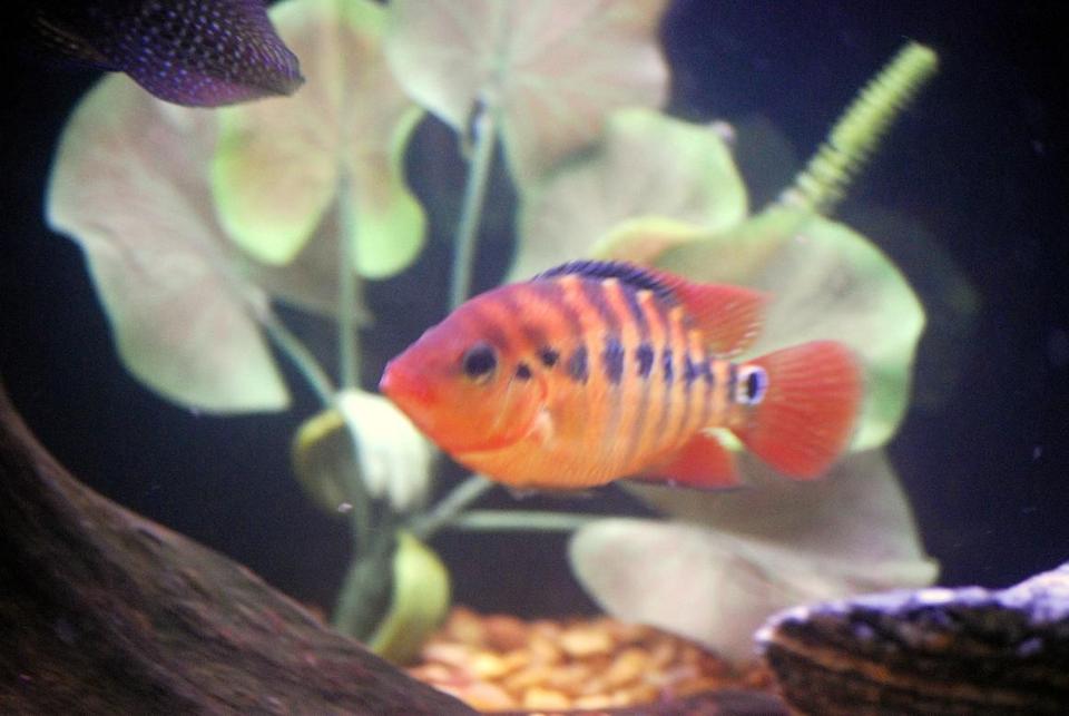 freshwater fish - cichlasoma festae - red terror stocking in 125 gallons tank - Festae (Red Terror Cichlid)