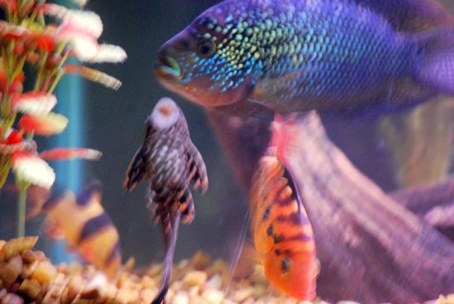 freshwater fish - glyptoperichthys gibbiceps - sailfin pleco (l-83) stocking in 125 gallons tank - The gang