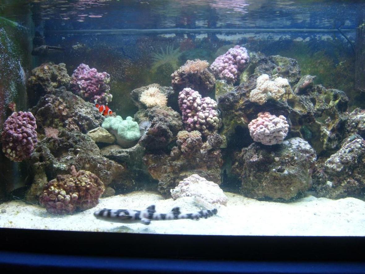450 gallons reef tank (mostly live coral and fish) - I finally got a picture of my shark in the day!!!!!