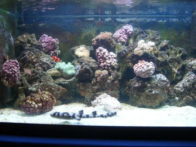 450 gallons reef tank (mostly live coral and fish) - I finally got a picture of my shark in the day!!!!!