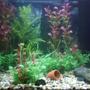 15 gallons freshwater fish tank (mostly fish and non-living decorations) - tropical tank