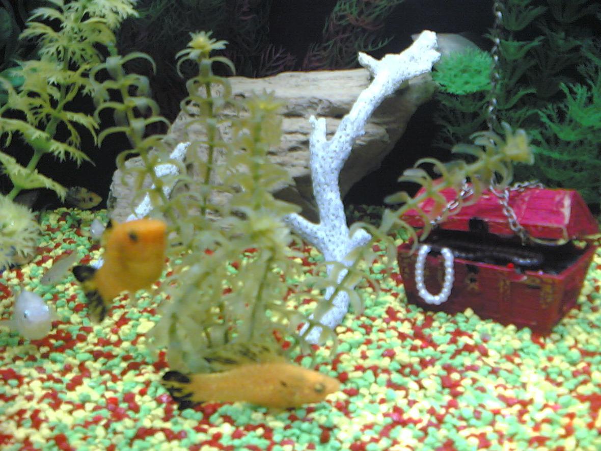 freshwater fish - poecilia latipinna - balloon molly stocking in 12 gallons tank - twin mollies. one male and one female.