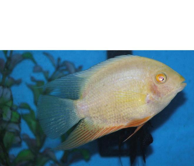 freshwater fish - heros serverus - gold severum stocking in 110 gallons tank - gold severum