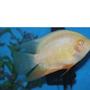freshwater fish - heros serverus - gold severum stocking in 110 gallons tank - gold severum