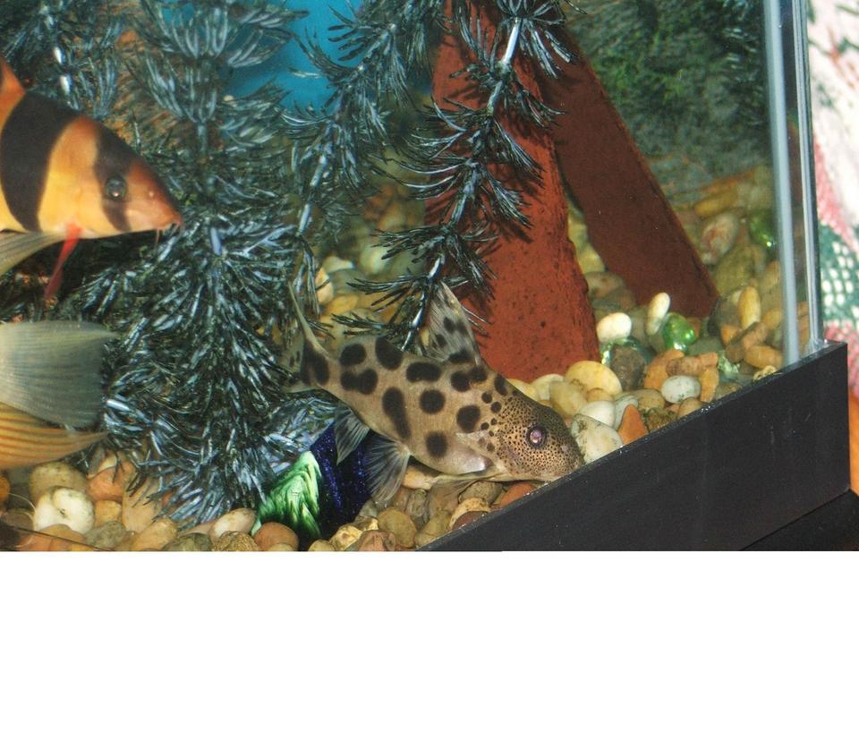 freshwater fish - synodontis decorus - synodontis catfish stocking in 110 gallons tank - my synodontis