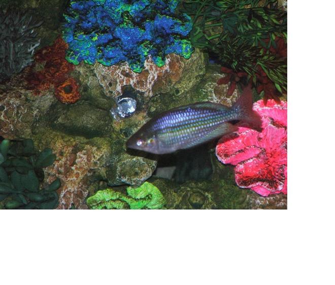 freshwater fish - melanotaenia praecox - praecox rainbow stocking in 110 gallons tank - rainbow fish