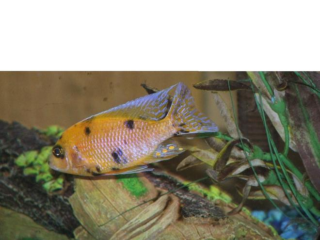 freshwater fish - aulonocara nyassae var. - peacock cichlid, orange blossom stocking in 110 gallons tank - OB Peacock