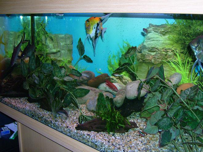 46 gallons freshwater fish tank (mostly fish and non-living decorations) - Here you can see most of the varietys of fish i have although alot seem to be hiding. I never see the clown loach as they only really come out at night but you can spot the plec on the bottom left