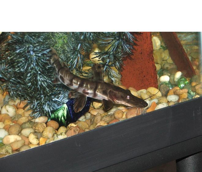 freshwater fish - pseudoplatystoma fasciatum - tiger shovelnose cat stocking in 110 gallons tank - tiger shovelnose