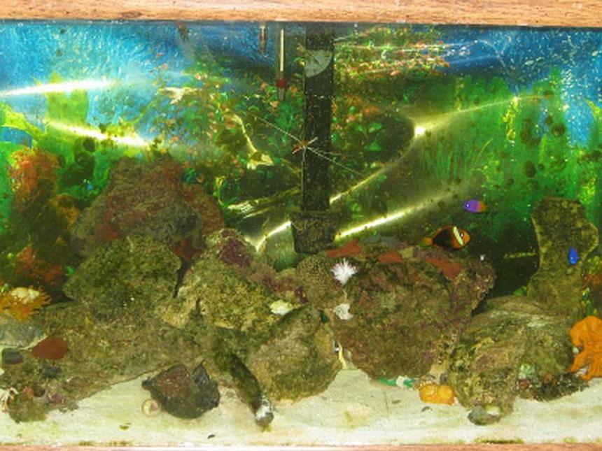 Rated #73: 55 Gallons Saltwater Fish Tank - Our 55 Gal tank! We have been working on it very slowly!