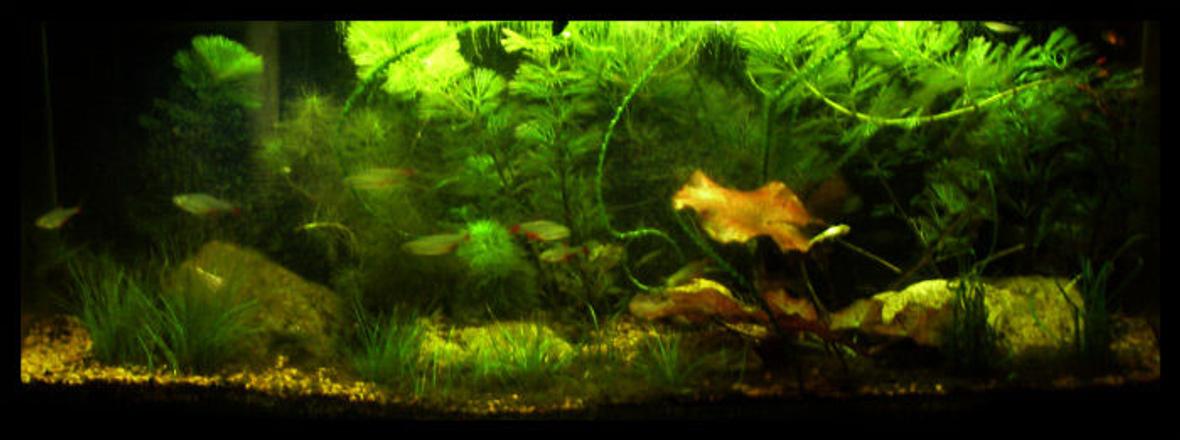 5 gallons planted tank (mostly live plants and fish) - 5-5 gallon planted, red tiger lotus, duckweed, cambodia, dwarf hairgrass, chainsword, green minifoil, ruffle leaf crinium