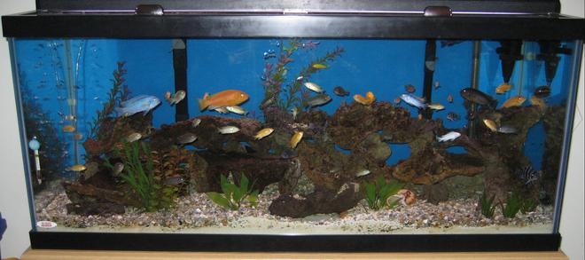 75 gallons freshwater fish tank (mostly fish and non-living decorations) - mix african cichlid