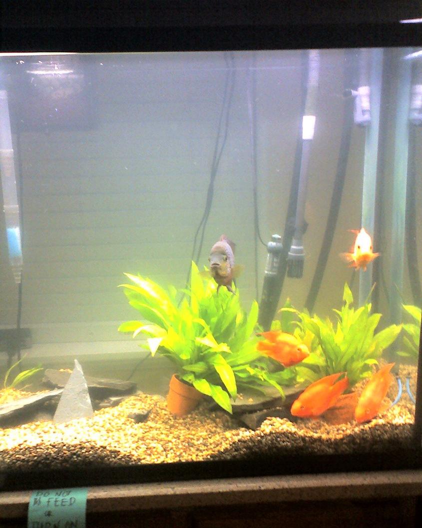 Rated #2193: 70 Gallons Planted Tank - I took it with my phone. I will update it when I am on spring break.