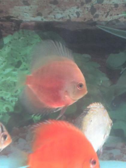 freshwater fish - symphysodon sp. - red marlboro discus stocking in 60 gallons tank - Yellow Red Discus