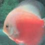 freshwater fish - red white discus stocking in 60 gallons tank - Red White Discus