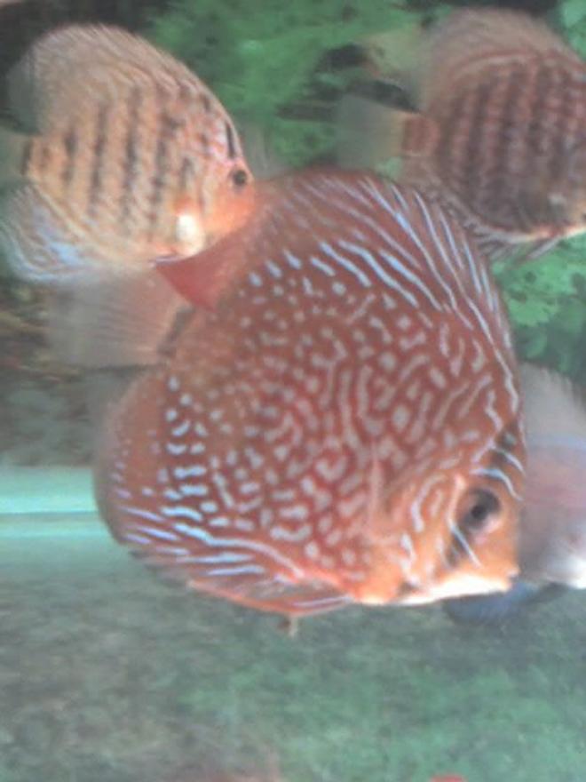 freshwater fish - symphysodon spp. - red turquoise discus stocking in 60 gallons tank - Red Turquoise discus