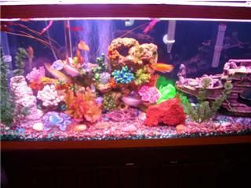 Rated #3653: 55 Gallons Freshwater Fish Tank - freshwater fish tank