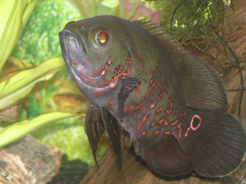 Rated #1055: Freshwater Fish - Astronotus Ocellatus - Tiger Oscar Stocking In 60 Gallons Tank - Tiger Oscar- "HANNIBAL"