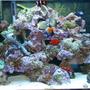 65 gallons reef tank (mostly live coral and fish) - my reef