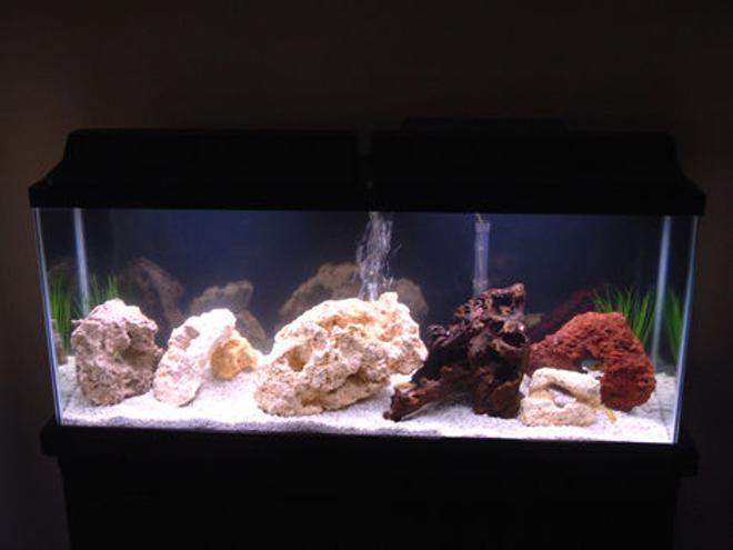 55 gallons freshwater fish tank (mostly fish and non-living decorations) - 55 Gallon Freshwater

12 Assorted African Cichlids (Malawi)

Top Fin 60 Filter
Fluval 305 Canister Filter

5 fake plants, dead coral for decor.