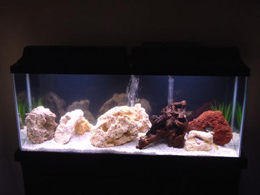 Rated #2448: 55 Gallons Freshwater Fish Tank - 55 Gallon Freshwater

12 Assorted African Cichlids (Malawi)

Top Fin 60 Filter
Fluval 305 Canister Filter

5 fake plants, dead coral for decor.