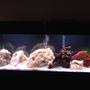 55 gallons freshwater fish tank (mostly fish and non-living decorations) - 55 Gallon Freshwater 12 Assorted African Cichlids (Malawi) Top Fin 60 Filter Fluval 305 Canister Filter 5 fake plants, dead coral for decor.