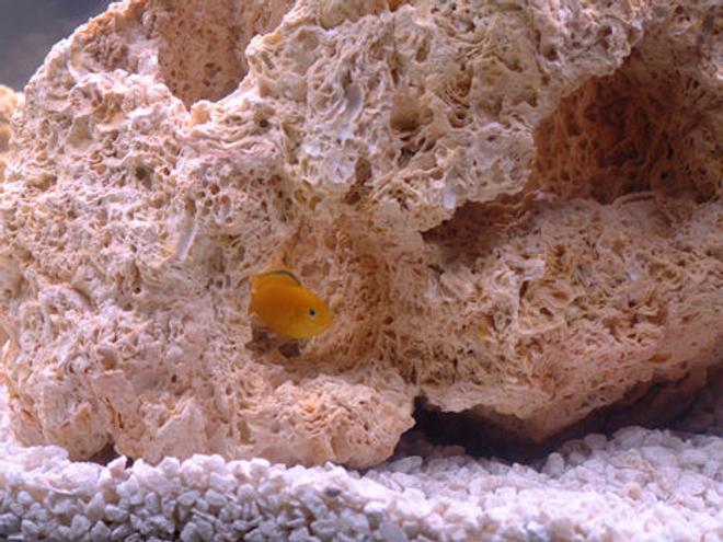 freshwater fish - labidochromis caeruleus - electric yellow cichlid stocking in 55 gallons tank - Small Electric Yellow African Cichlid