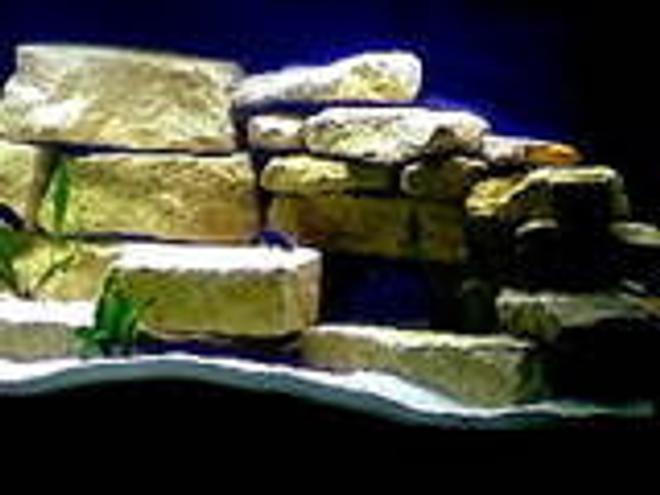75 gallons freshwater fish tank (mostly fish and non-living decorations) - Malawi Cichlid, MBUNA, PEACOCKS, HAP