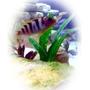 fish tank picture - KENYI