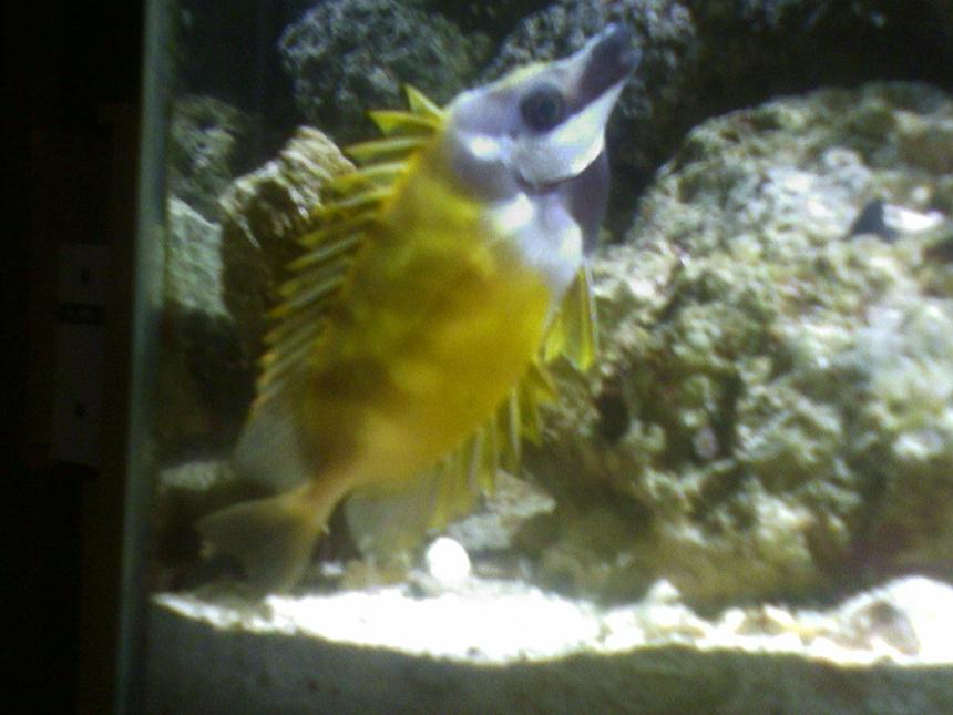 Rated #90: Saltwater Fish - Siganus Vulpinus - Foxface Lo Stocking In 55 Gallons Tank - Foxface that loves his picture taken!