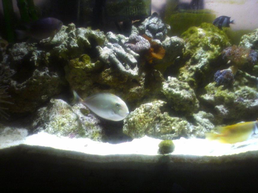 Rated #61: 55 Gallons Saltwater Fish Tank - Unicorn Tang