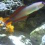 saltwater fish - nemateleotris decora - firefish, purple stocking in 55 gallons tank - Purple fire fish