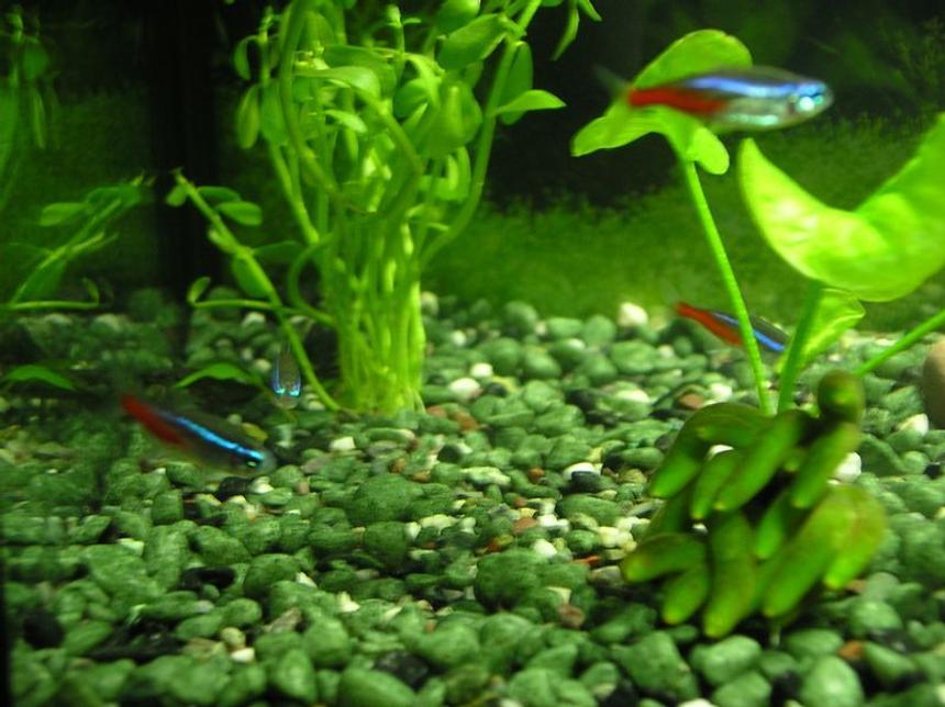Rated #2221: Freshwater Fish - Paracheirodon Innesi - Neon Tetra Jumbo Stocking In 5 Gallons Tank - 4 Neon Tetras schooling together
Moneywort Plant (Left)
Banana Plant (Right)