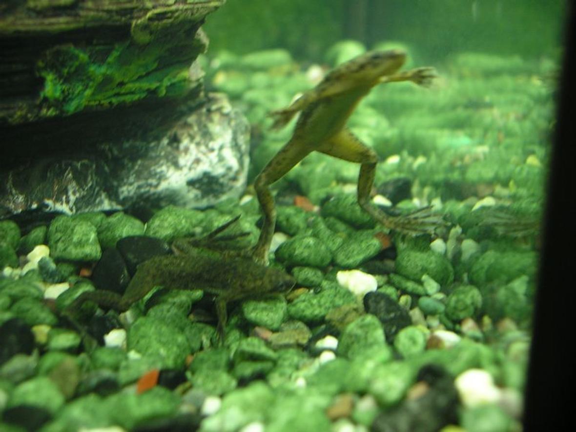 corals inverts - hymenochirus boettgeri - african dwarf frog stocking in 5 gallons tank - My two african dwarf frogs