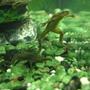 corals inverts - hymenochirus boettgeri - african dwarf frog stocking in 5 gallons tank - My two african dwarf frogs