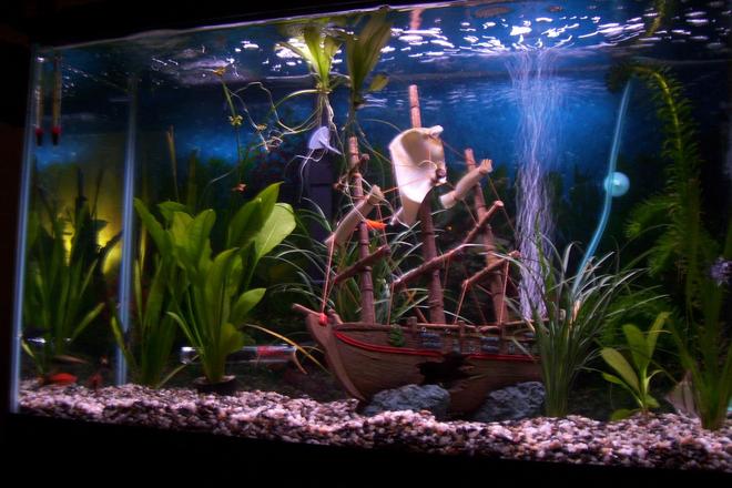 29 gallons planted tank (mostly live plants and fish)