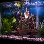 29 gallons planted tank (mostly live plants and fish)