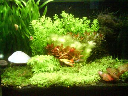 3 gallons planted tank (mostly live plants and fish) - My 3.5 gallon tank