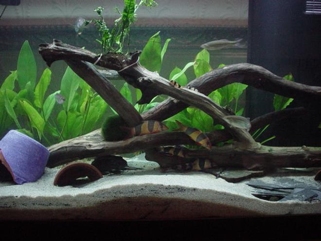 125 gallons planted tank (mostly live plants and fish)