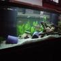 125 gallons planted tank (mostly live plants and fish)