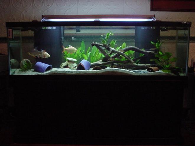 125 gallons planted tank (mostly live plants and fish)