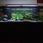 125 gallons planted tank (mostly live plants and fish)