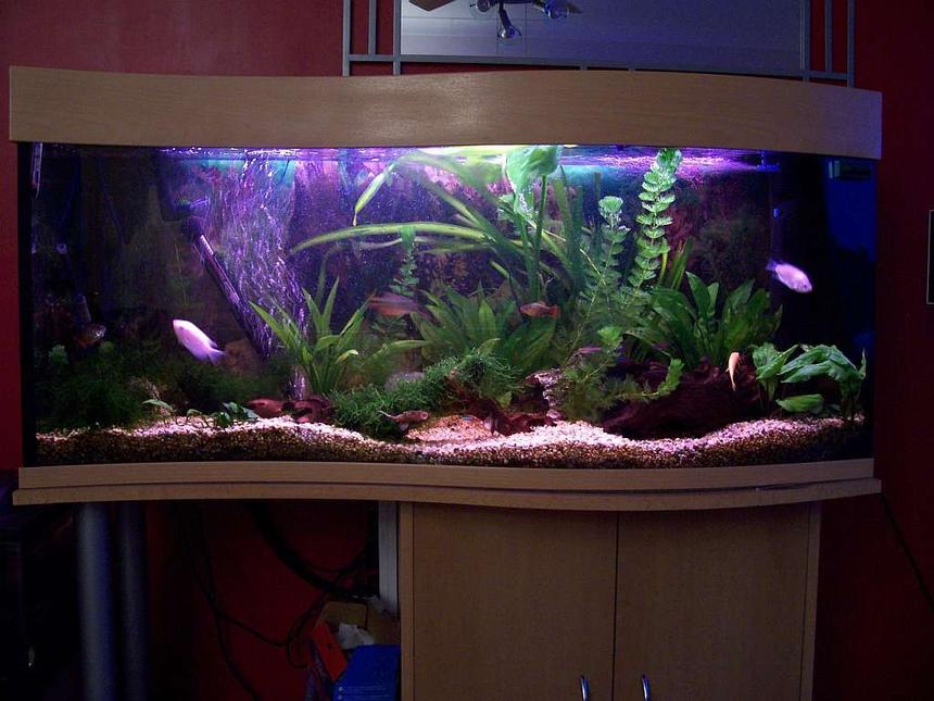Rated #74: 57 Gallons Planted Tank - My tank how it looks now. 
57 Gallon Wave front Tank.
DIY Co2 up and running for a month now.