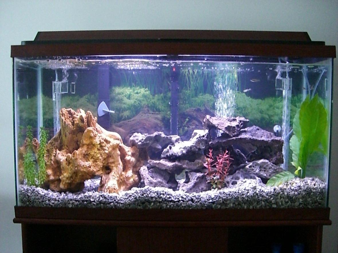 40 gallons freshwater fish tank (mostly fish and non-living decorations) - My first tank 40 gal african cichlid. cichlid specific gravel, emperor 400 filter, undergravel filter, stealth heater, lace rock, and some artificial driftwood/plants.