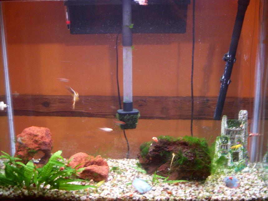 Rated #4292: 45 Gallons Freshwater Fish Tank - carlos's tank