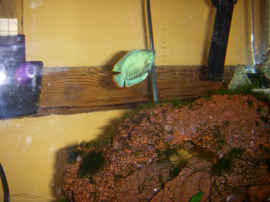 Rated #2162: Freshwater Fish - Colisa Lalia - Powder Blue Dwarf Gourami Stocking In 45 Gallons Tank - gourami kicking butt