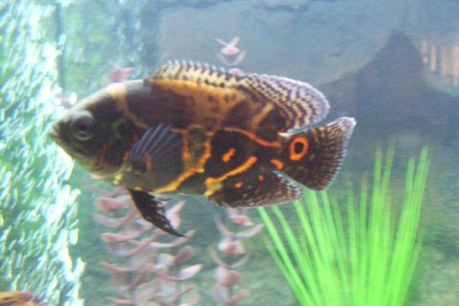 freshwater fish - astronotus ocellatus - tiger oscar stocking in 29 gallons tank - My Tiger Oscar named Koa. 1 month old and 3 inches long.  Loves to eat but what Oscar doesn't?