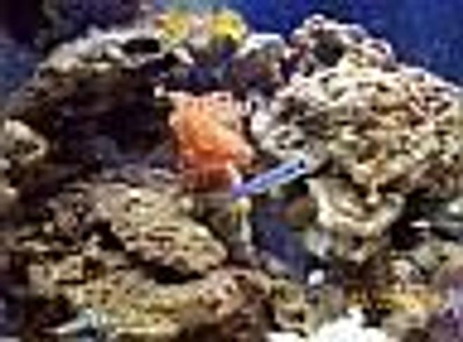 30 gallons reef tank (mostly live coral and fish) - We are a new tank with live rock, coral, anenomes, shrimp, crabs and snails. Just lost our harlequin. I believe the shrimp was too young for a fairly new tank